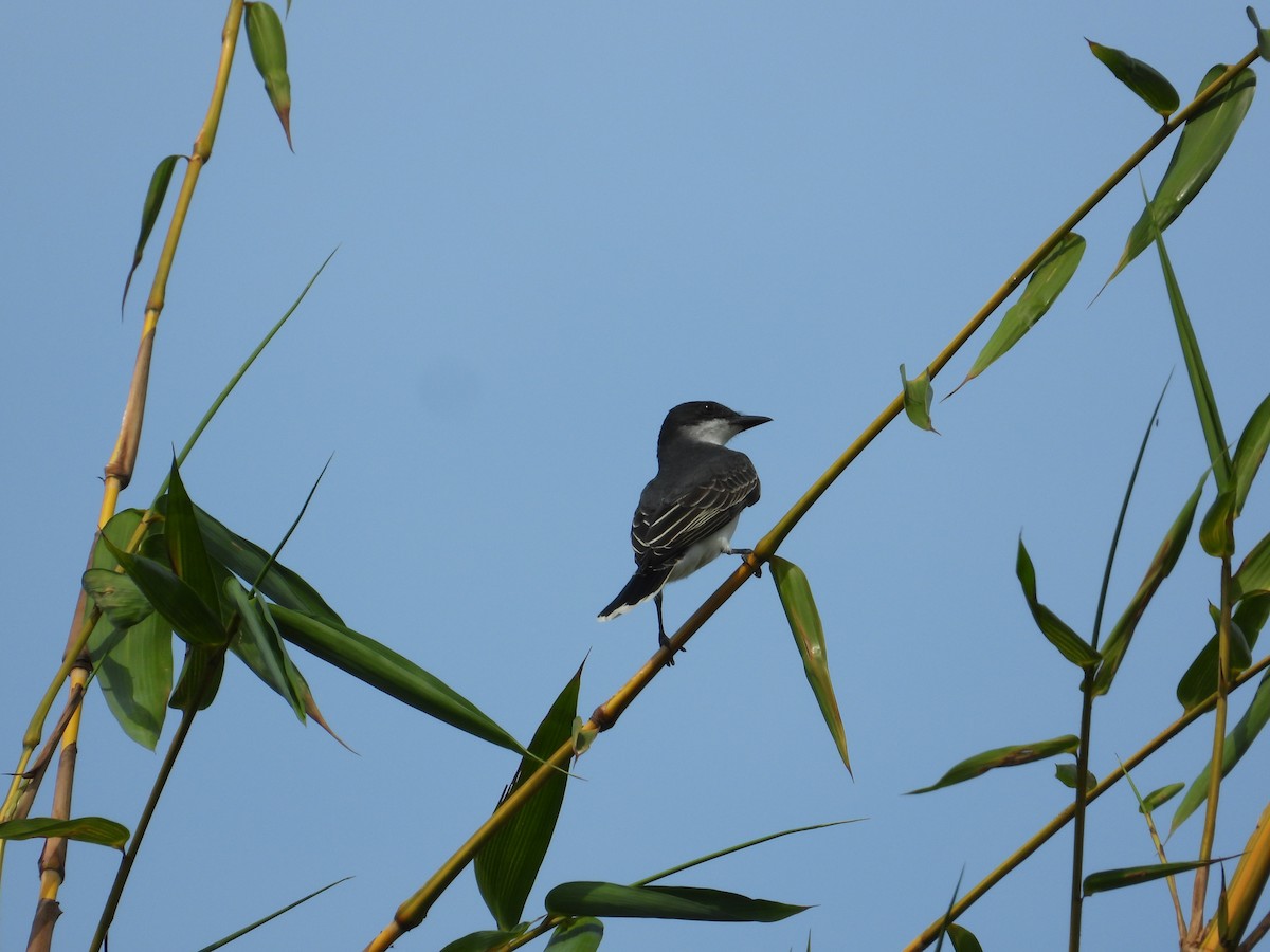 Eastern Kingbird - ML633821304