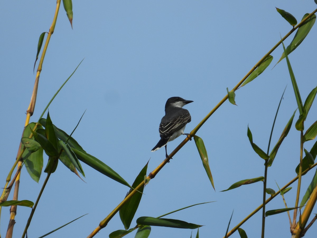 Eastern Kingbird - ML633821307