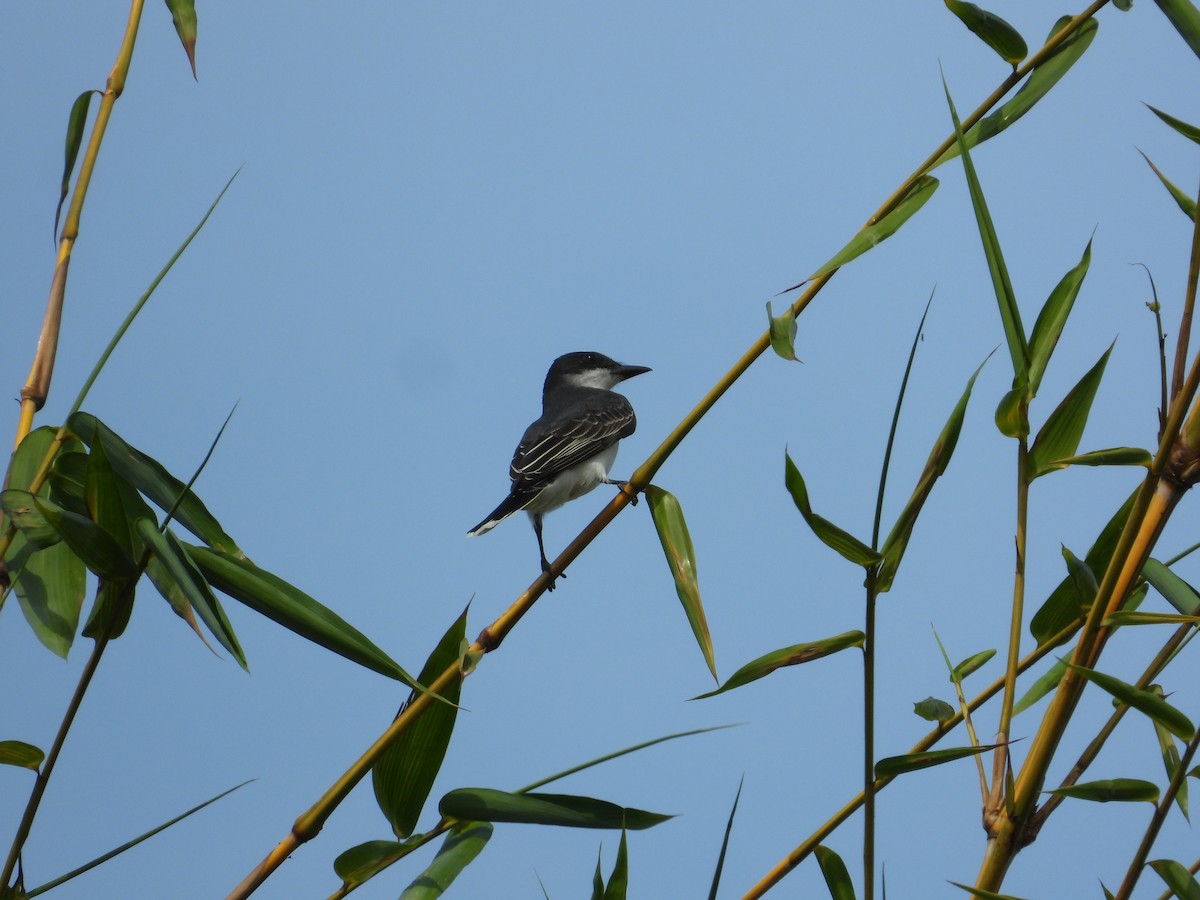 Eastern Kingbird - ML633821308