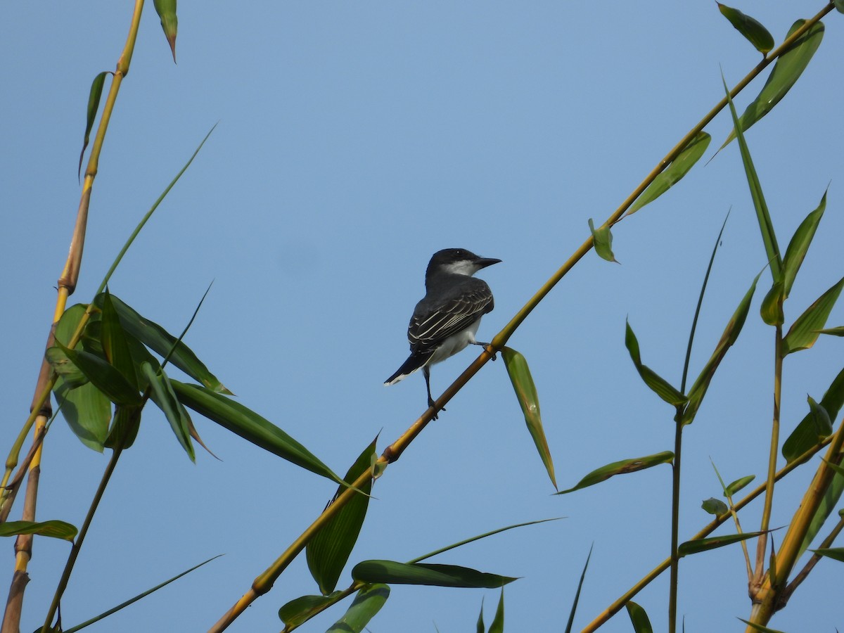 Eastern Kingbird - ML633821309