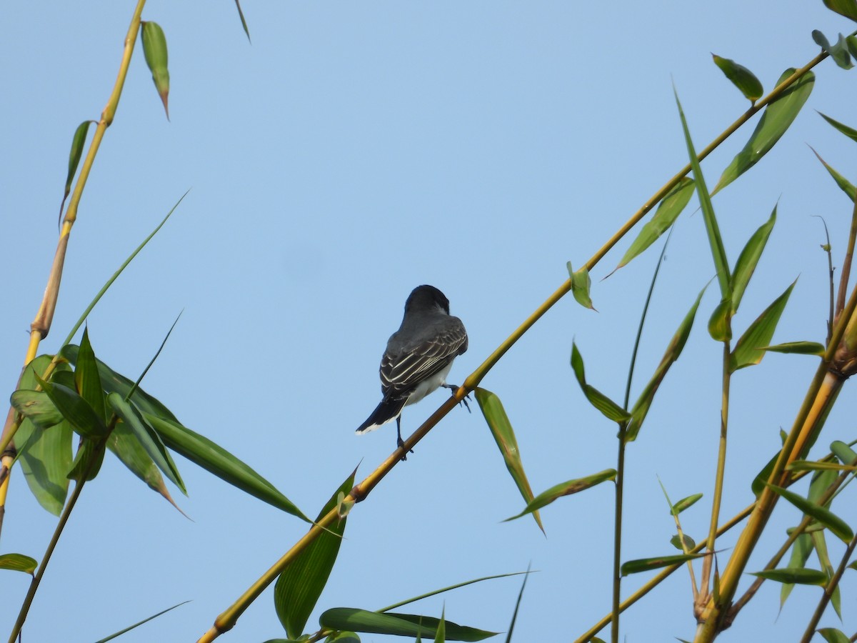 Eastern Kingbird - ML633821310