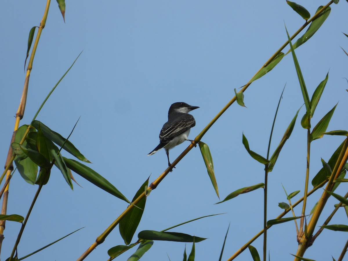 Eastern Kingbird - ML633821311
