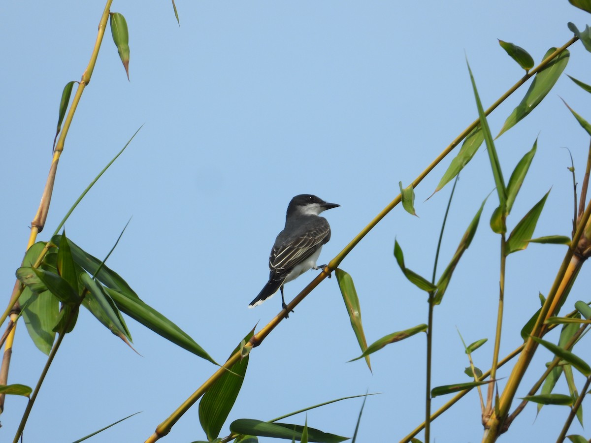 Eastern Kingbird - ML633821313