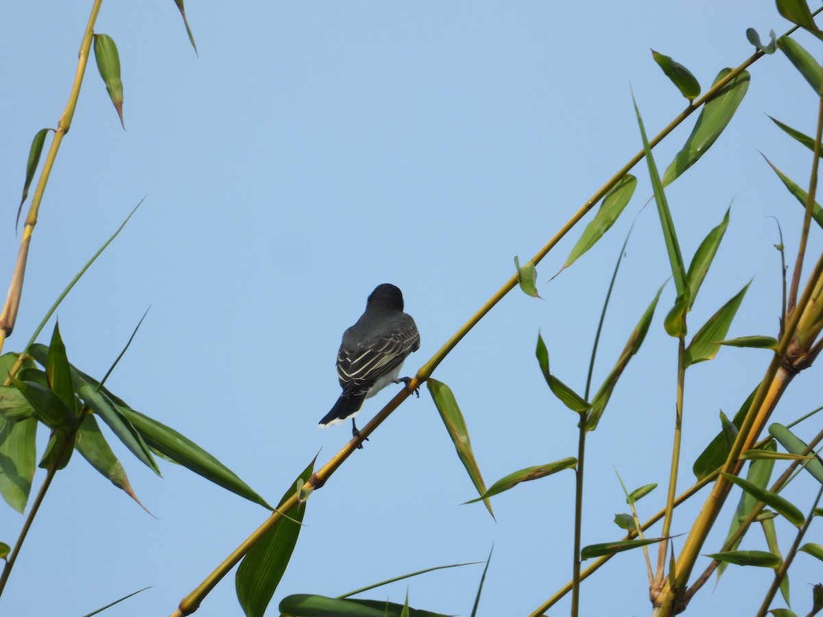 Eastern Kingbird - ML633821314