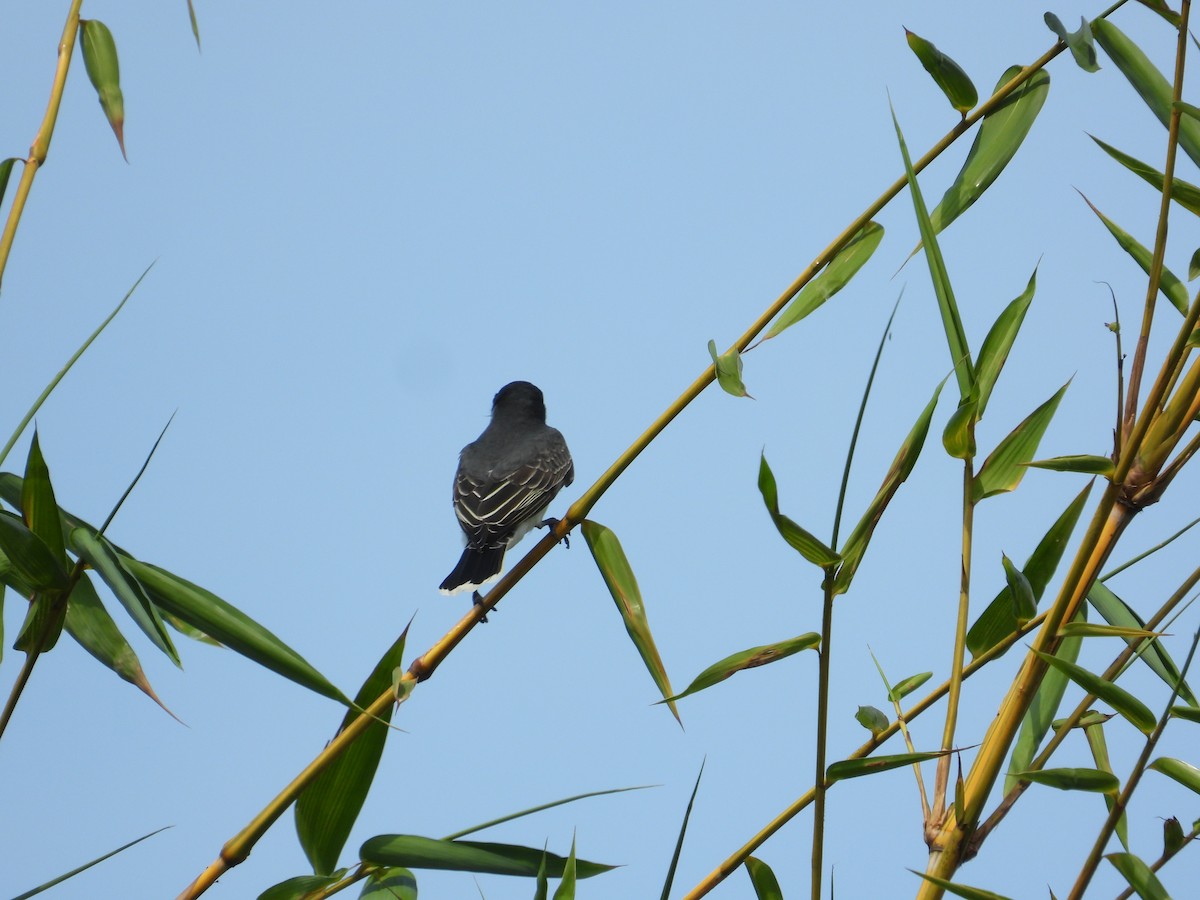 Eastern Kingbird - ML633821315