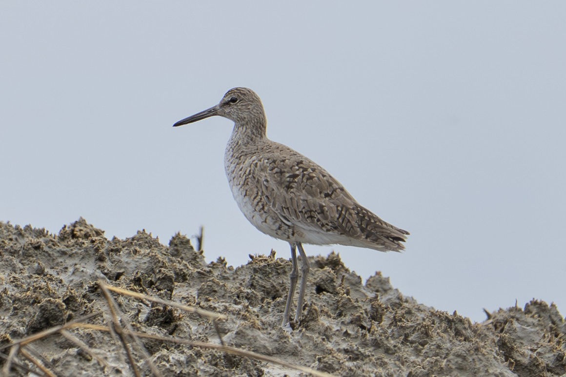 Chevalier semipalmé (semipalmata) - ML633821328