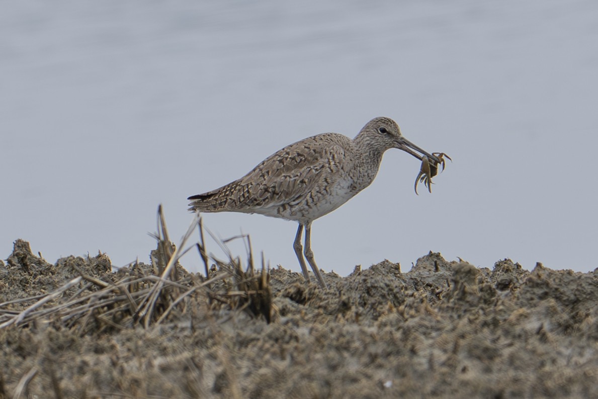 Chevalier semipalmé (semipalmata) - ML633821329