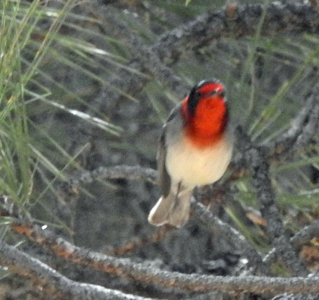 アカガオアメリカムシクイ - ML633821367