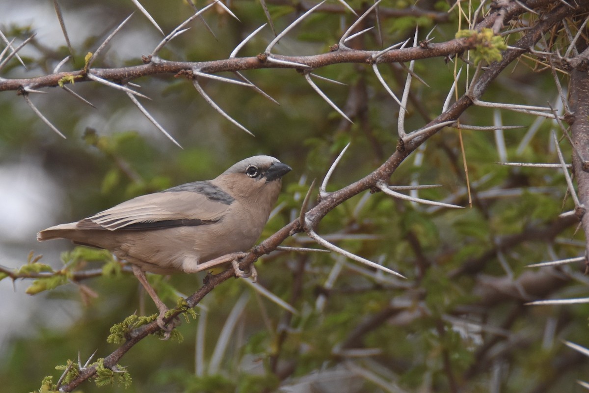 Gray-capped Social-Weaver - ML633821402