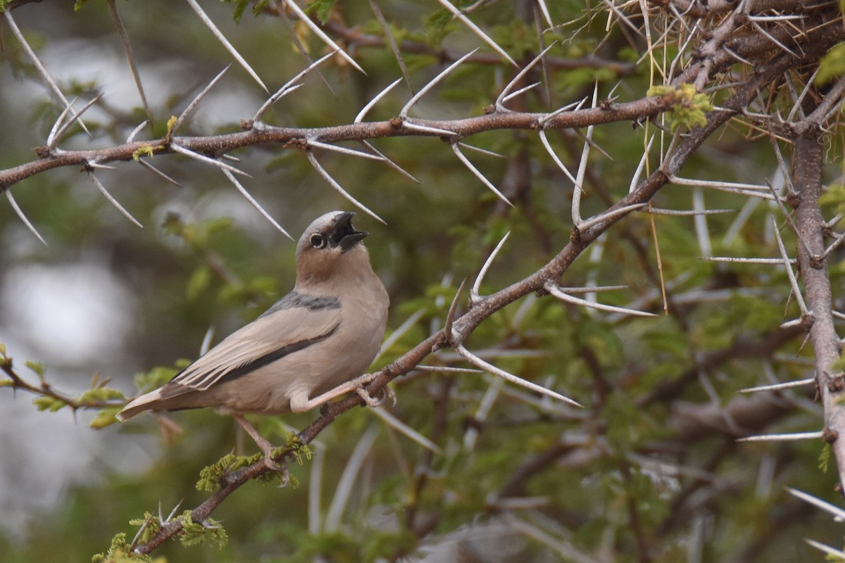 Gray-capped Social-Weaver - ML633821403