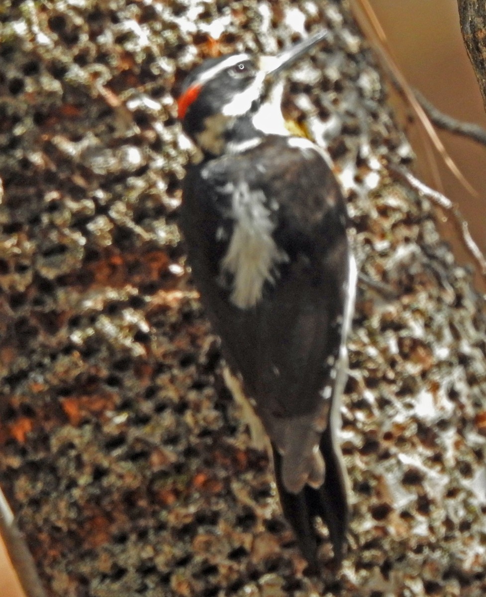 セジロアカゲラ - ML633821422