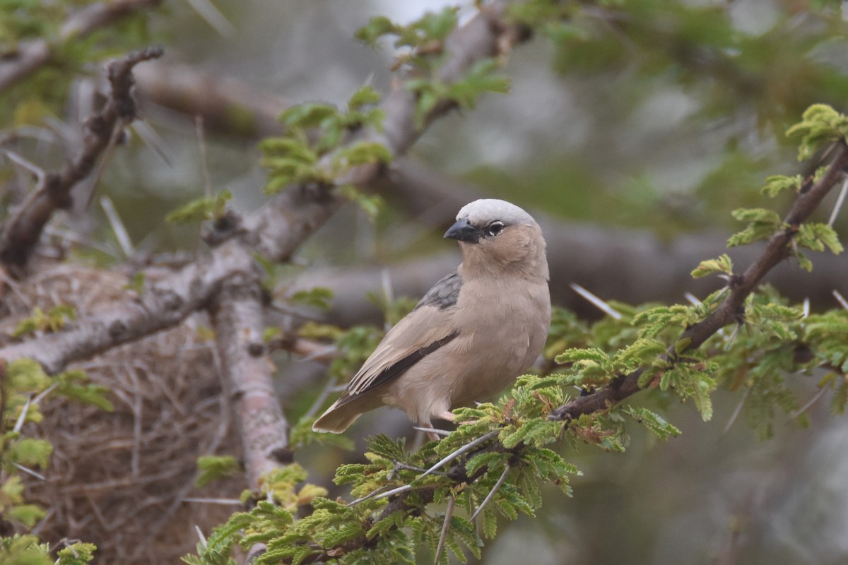 Gray-capped Social-Weaver - ML633821436