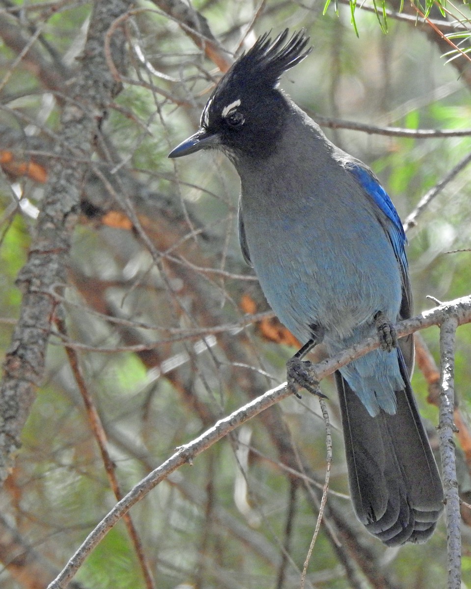 ステラーカケス - ML633821448