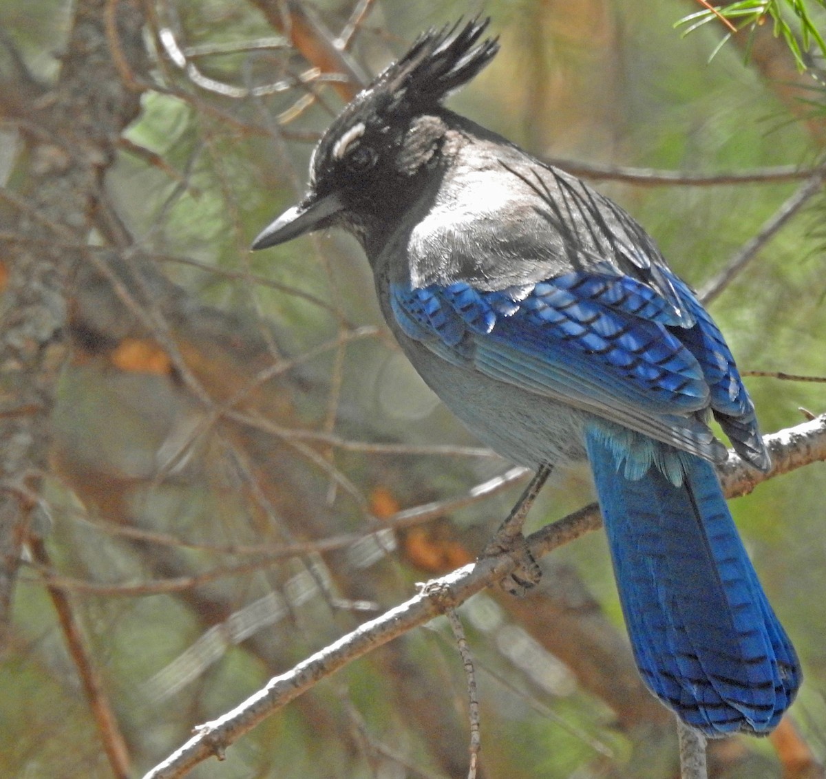 ステラーカケス - ML633821468