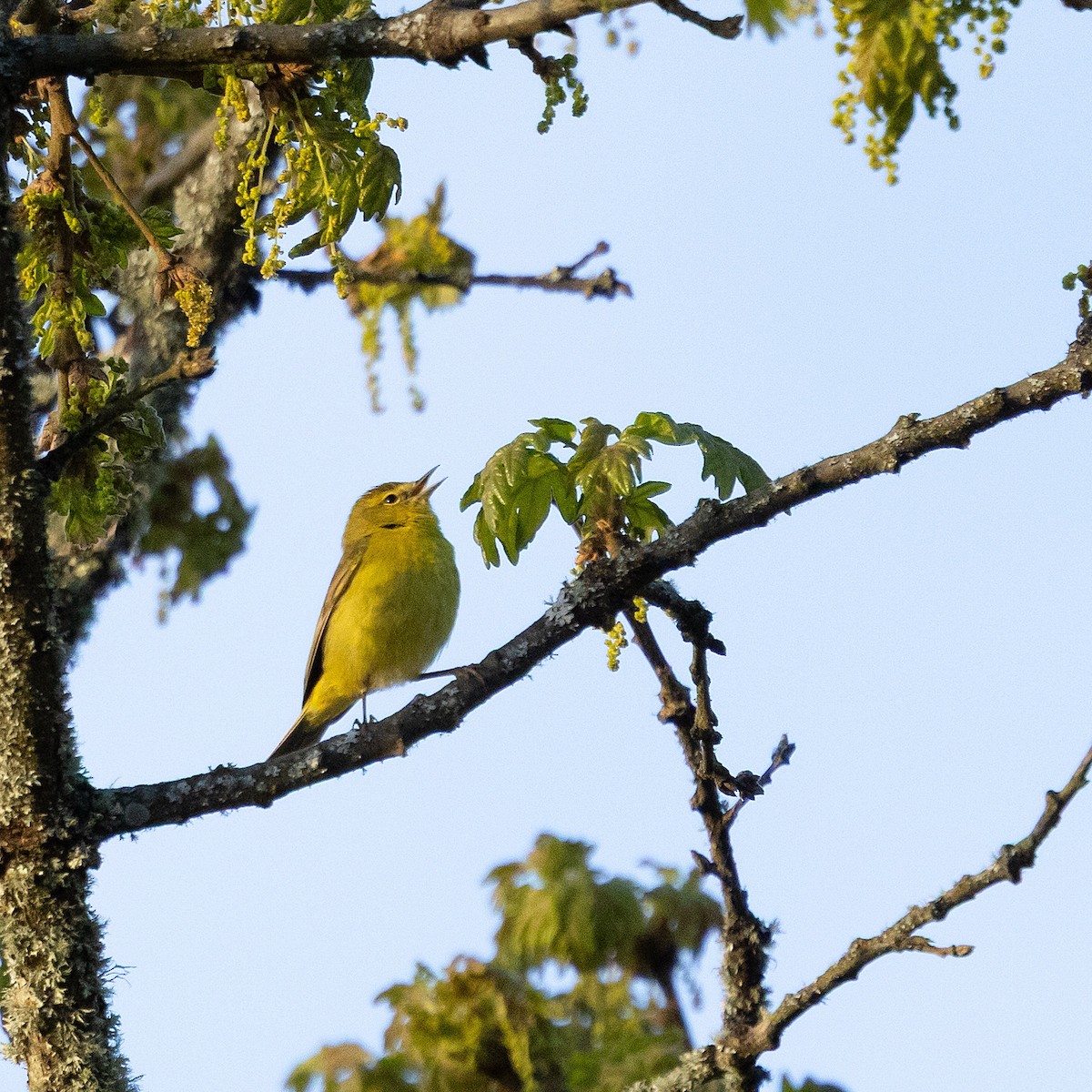 Orange-crowned Warbler - ML633821575