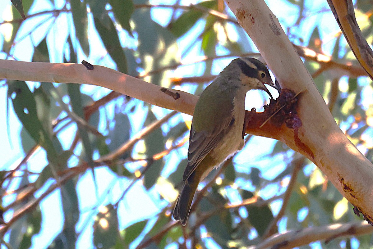 Brown-headed Honeyeater - ML633821595