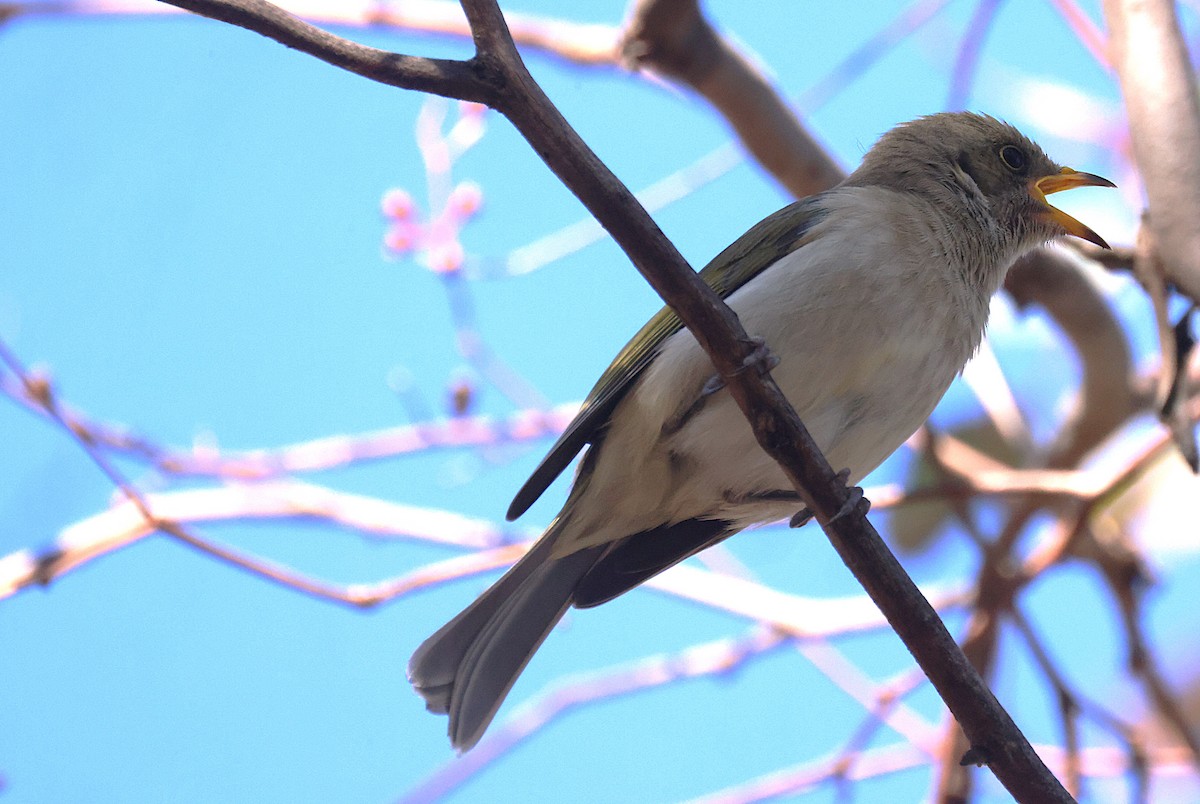 Fuscous Honeyeater - ML633821624