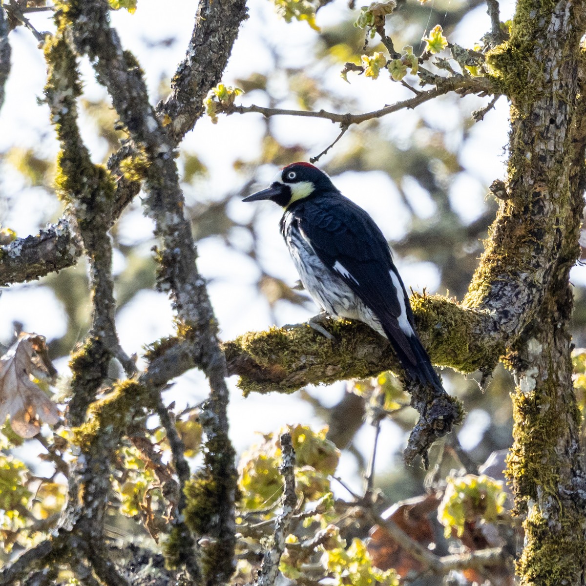 Acorn Woodpecker - ML633821728