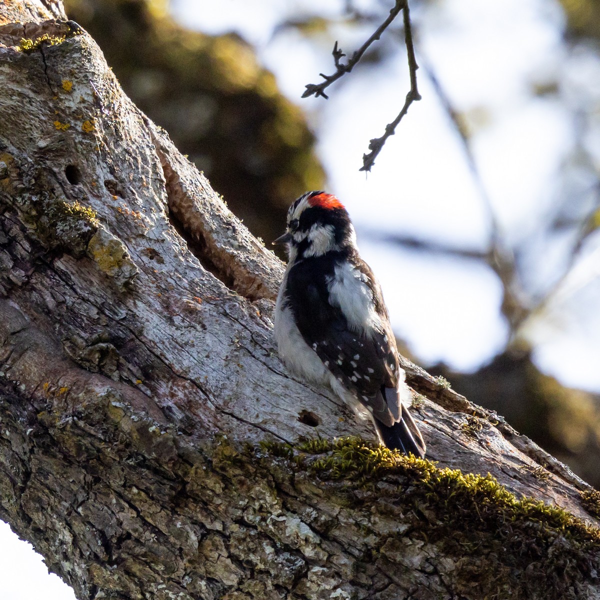 Downy Woodpecker - ML633821735