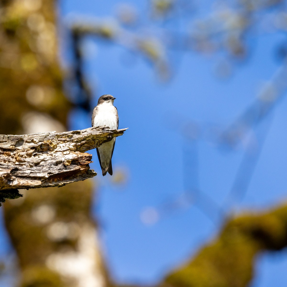 Tree Swallow - ML633821746