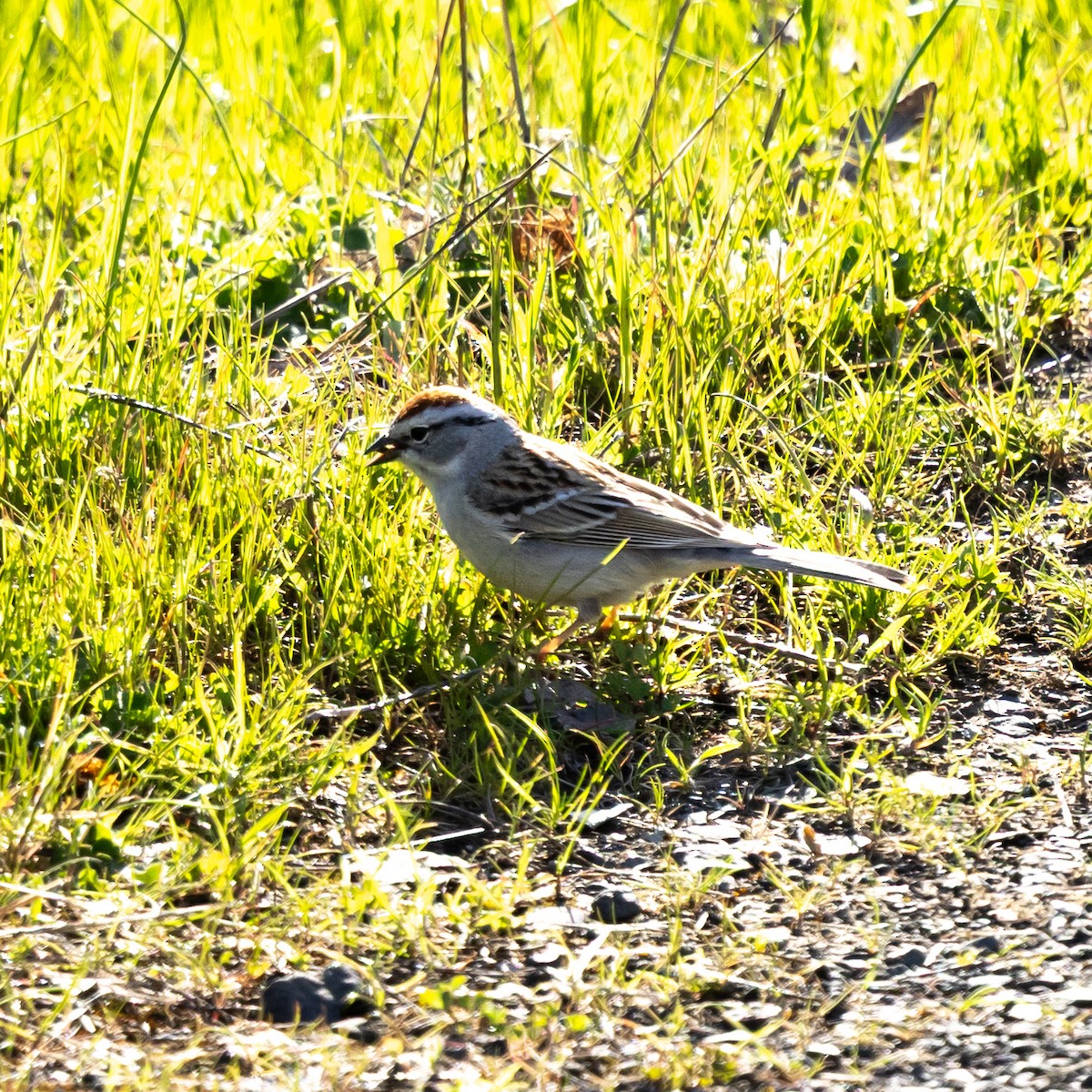 Chipping Sparrow - ML633821765