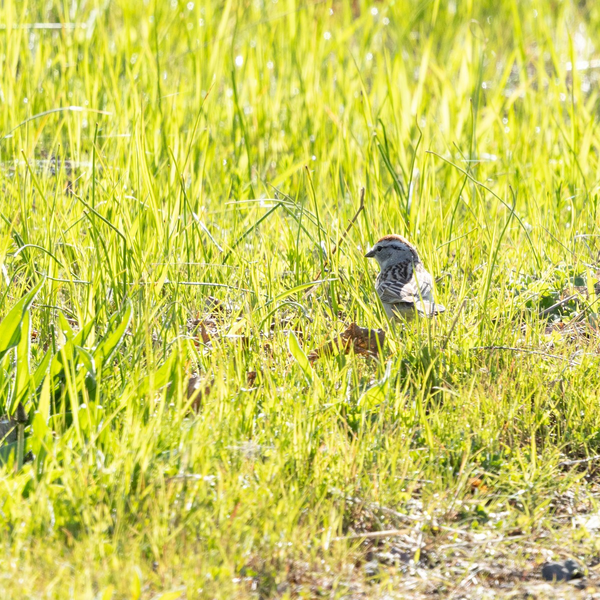 Chipping Sparrow - ML633821766