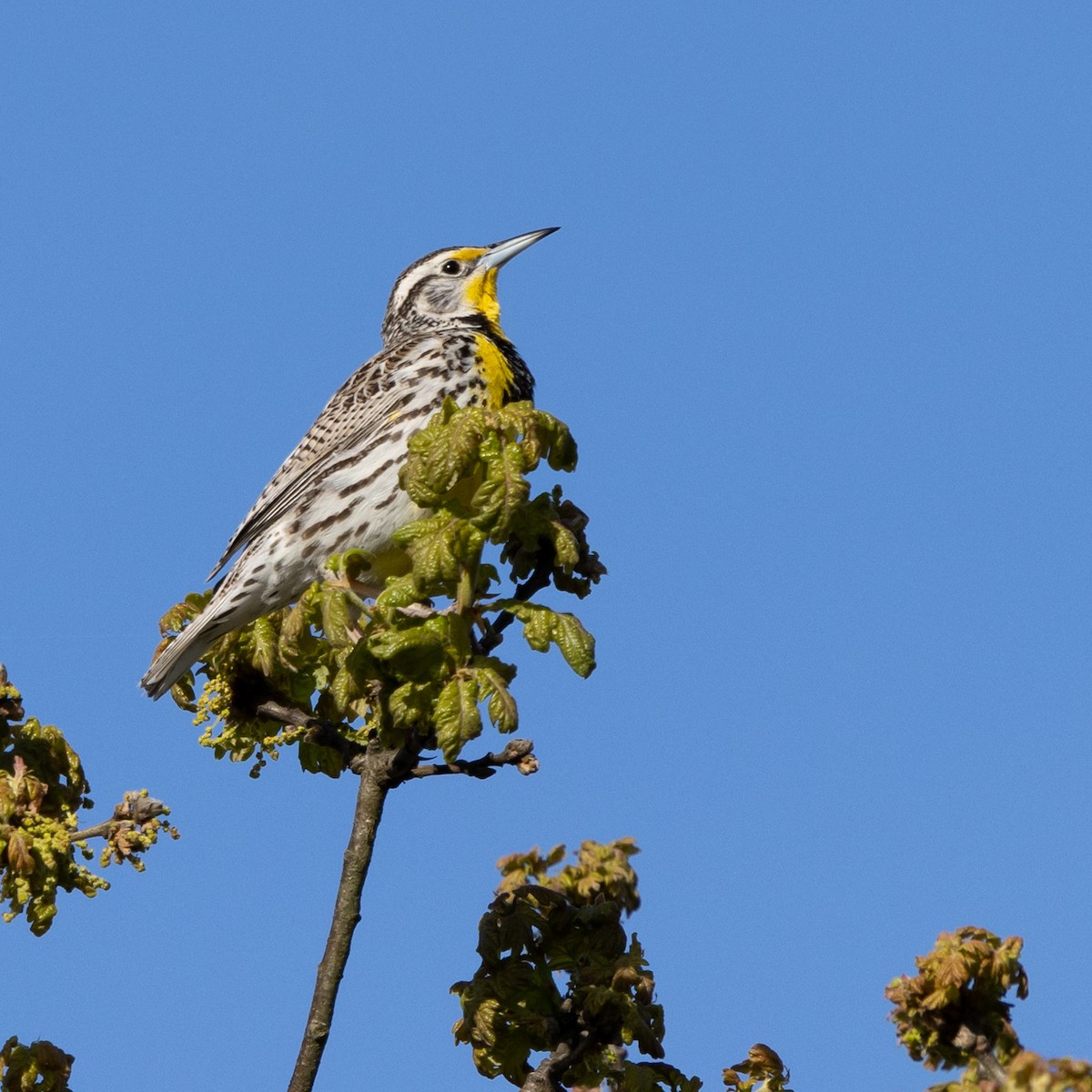 Western Meadowlark - ML633821791