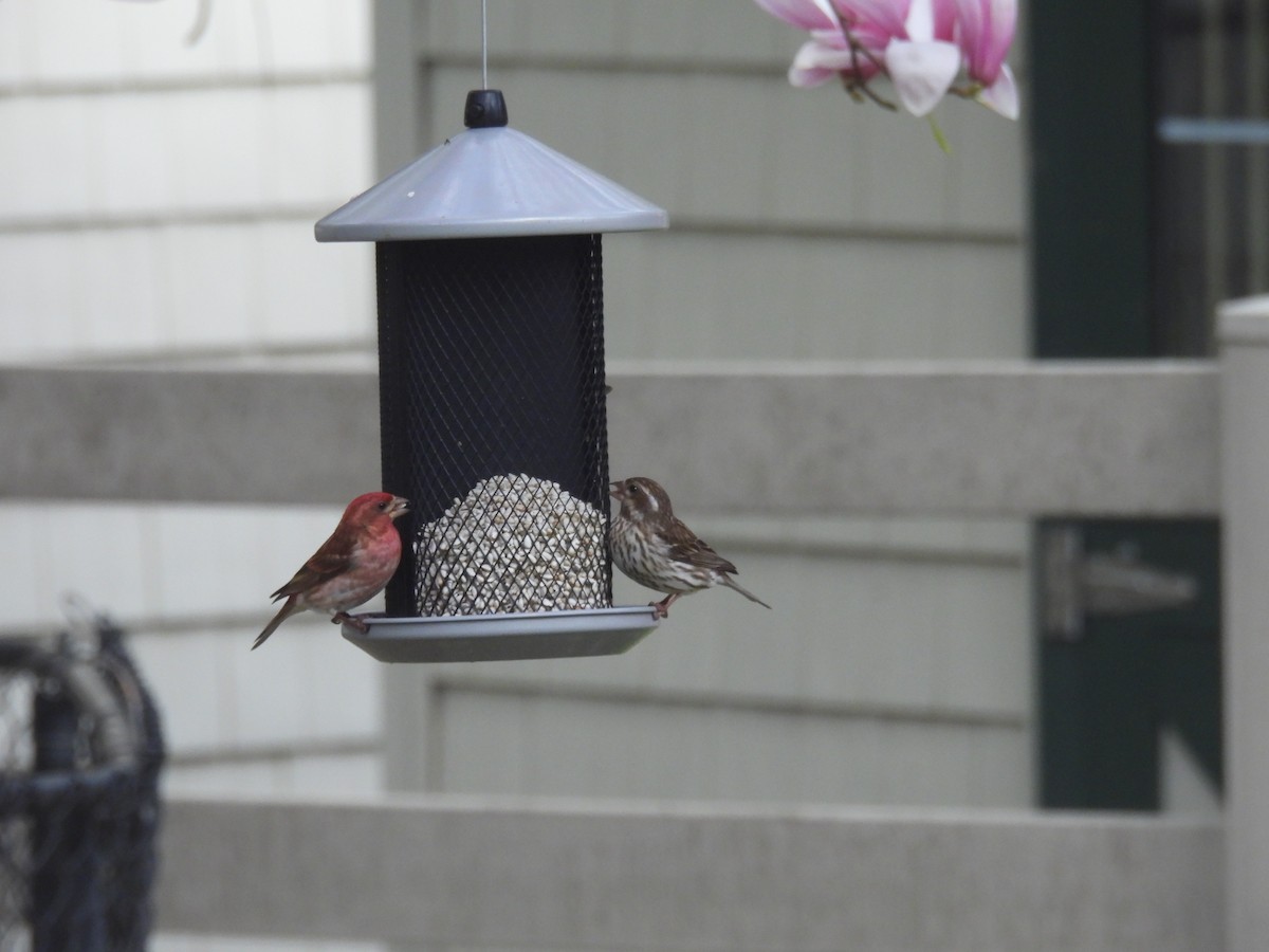 Purple Finch - ML633821837