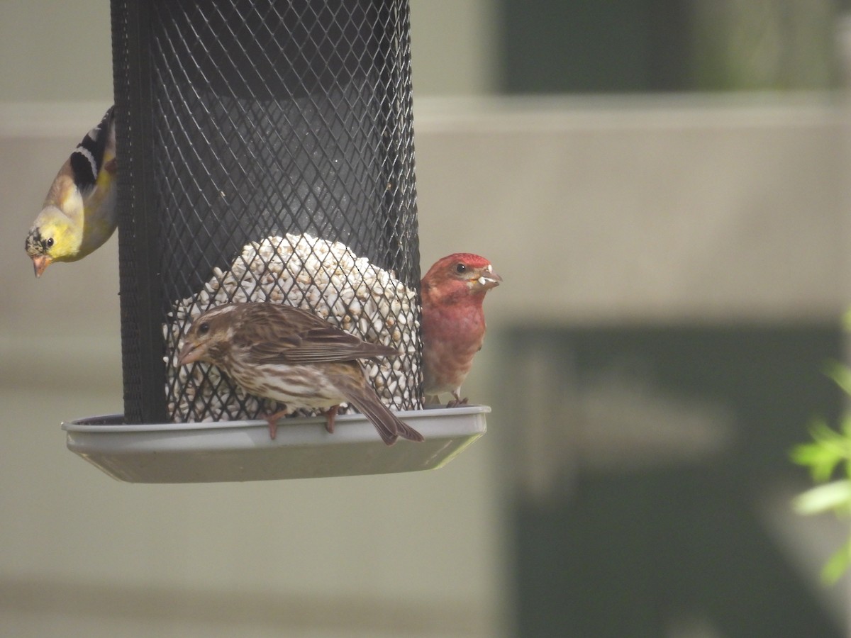 Purple Finch - ML633821850