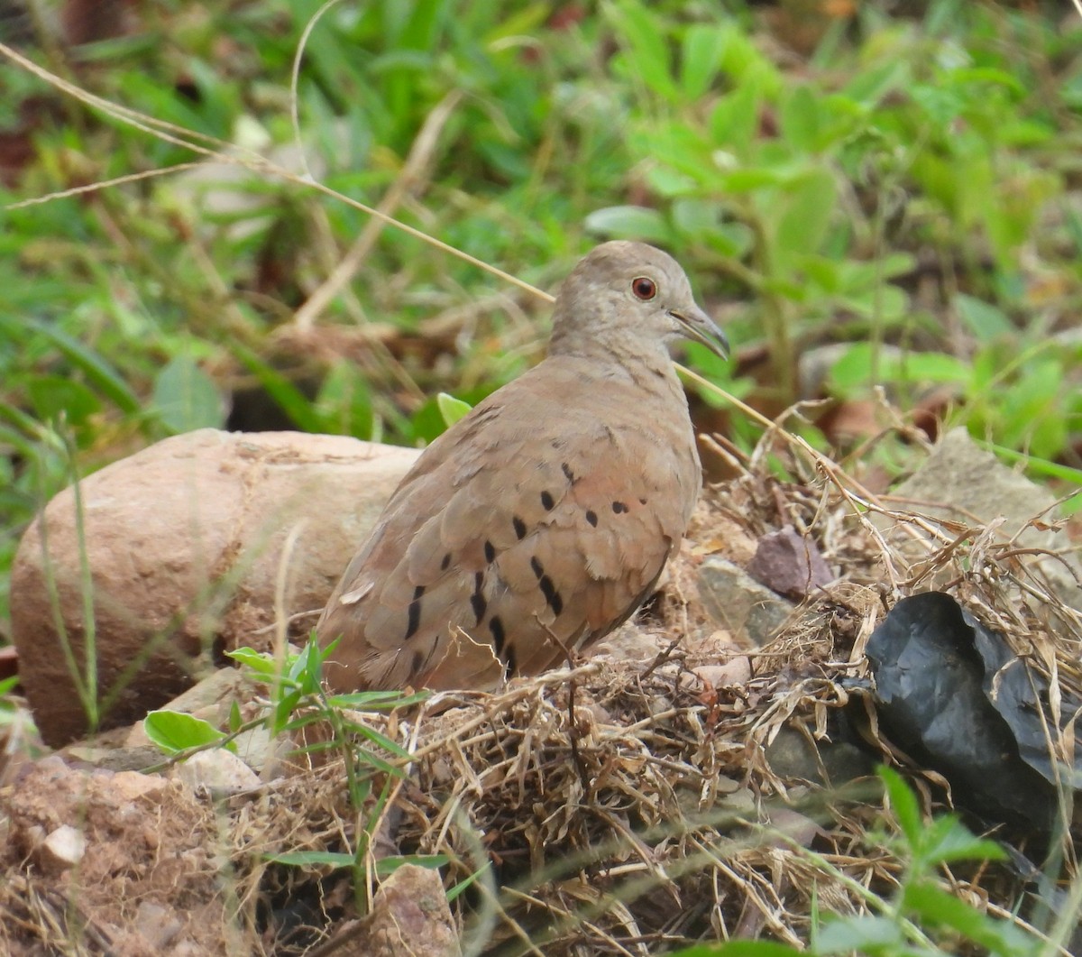 Plain-breasted Ground Dove - ML633821862