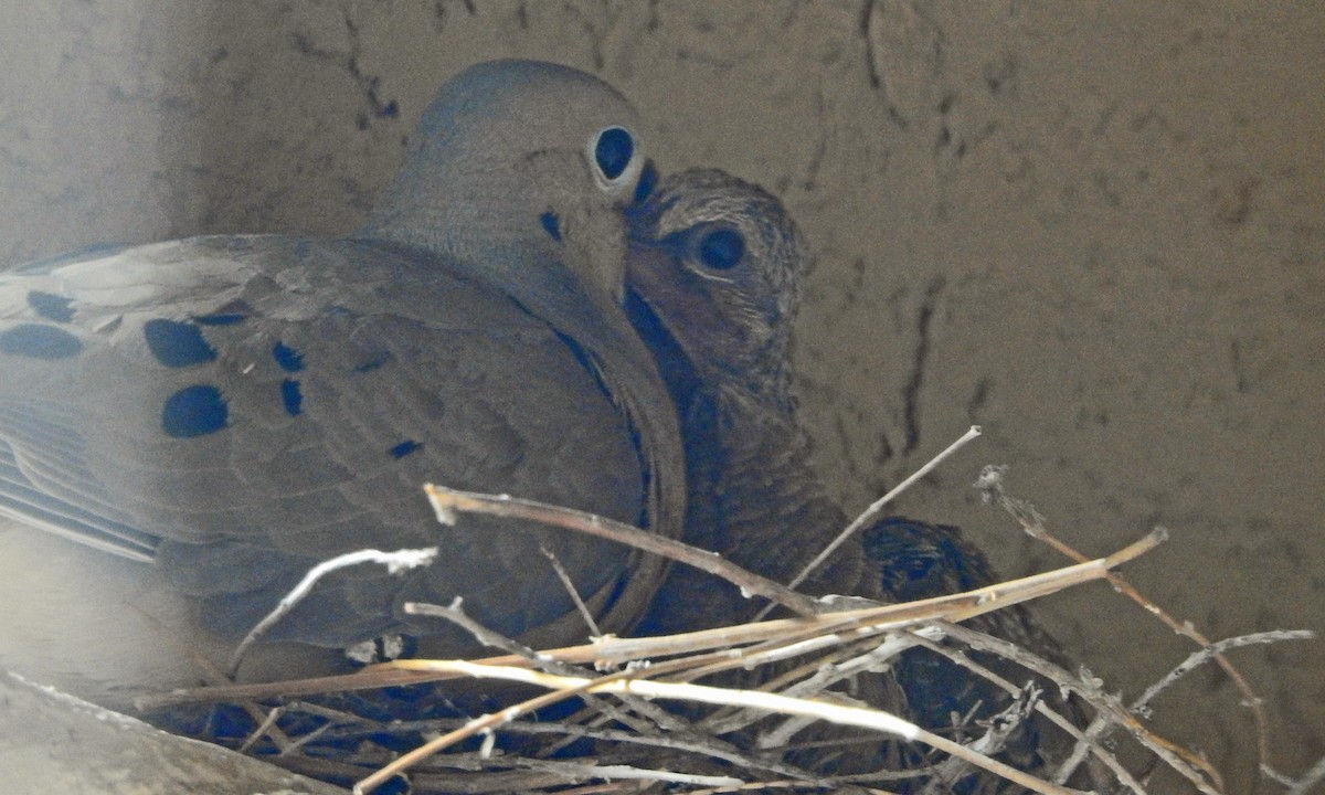 ナゲキバト - ML633821908