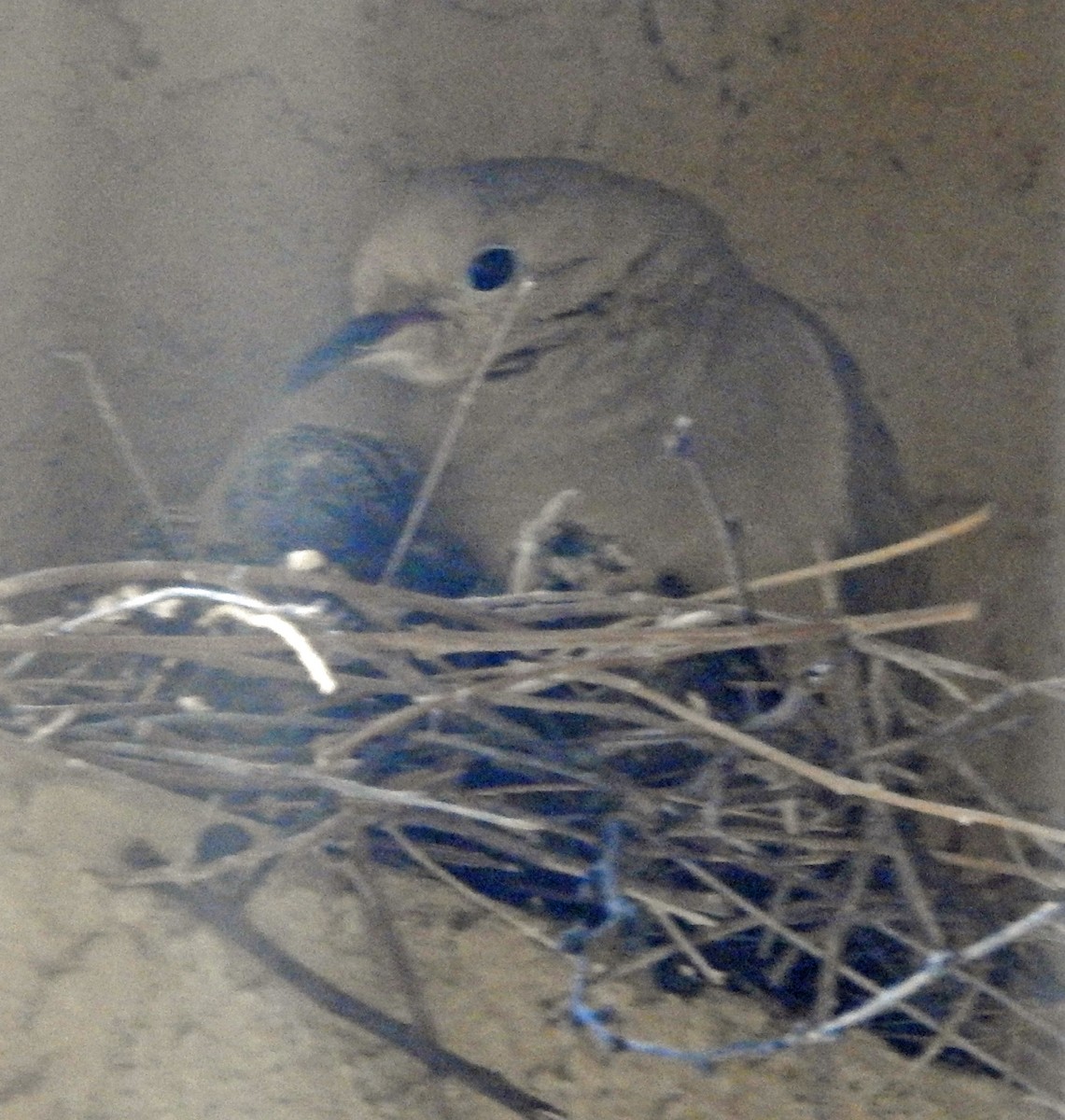 ナゲキバト - ML633821929