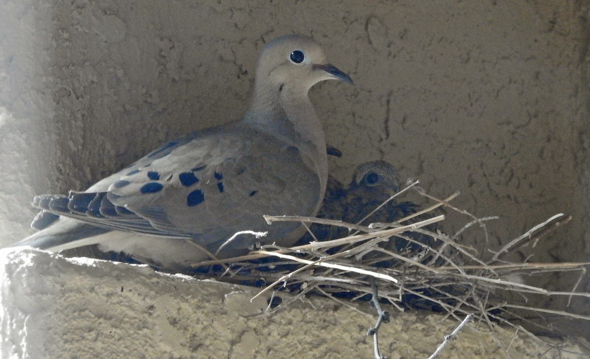 ナゲキバト - ML633821938