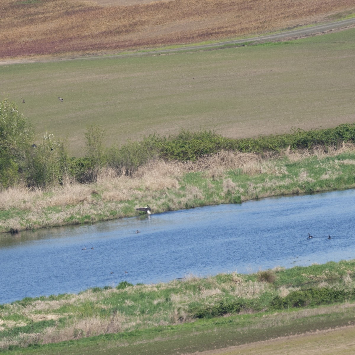Bald Eagle - ML633821949