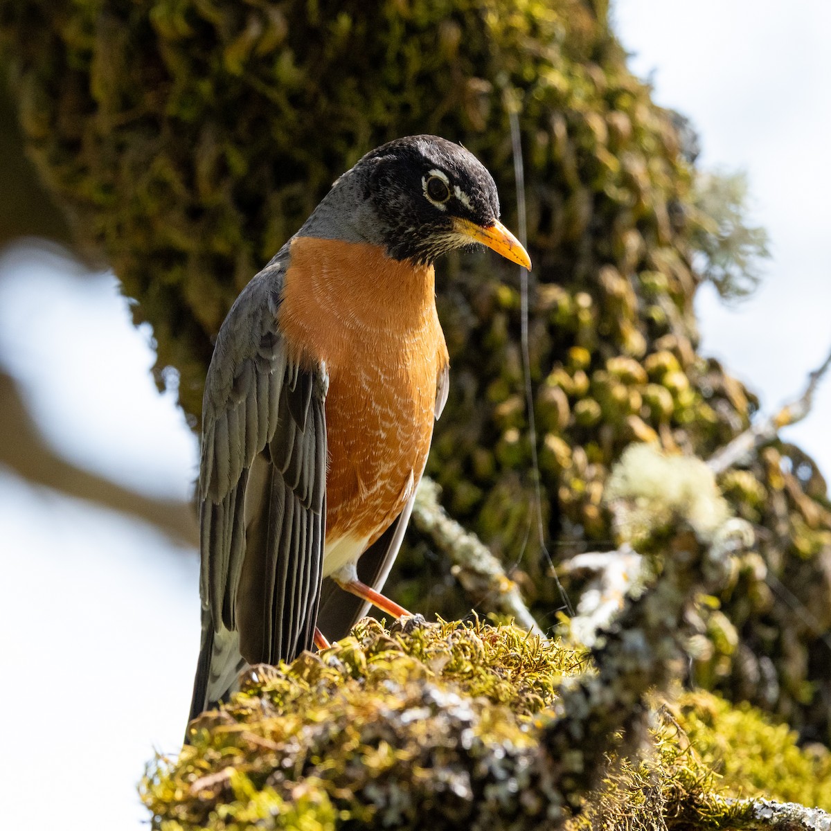 American Robin - ML633822033