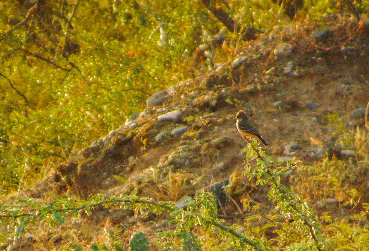 Vermilion Flycatcher - ML633822056