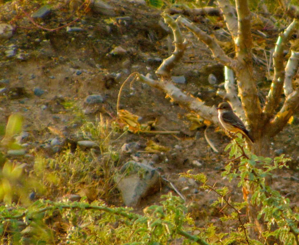 Vermilion Flycatcher - ML633822057