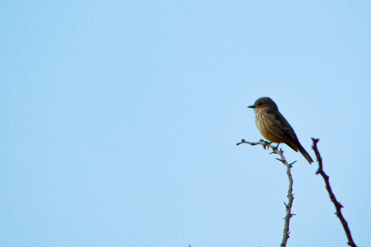 Vermilion Flycatcher - ML633822058