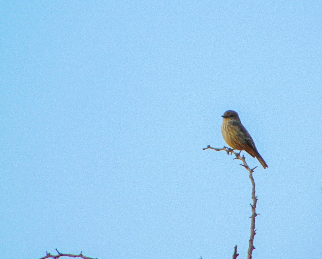 Vermilion Flycatcher - ML633822059
