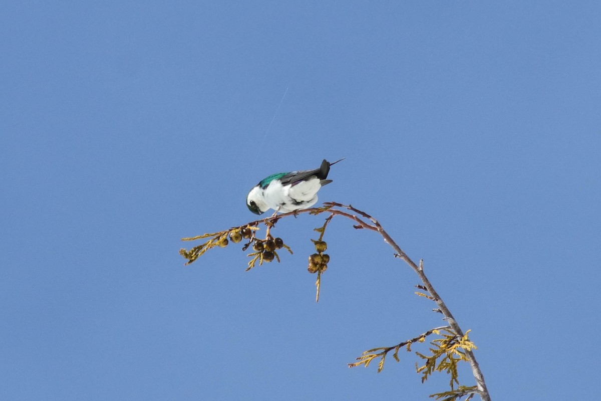 Violet-green Swallow - ML633822091