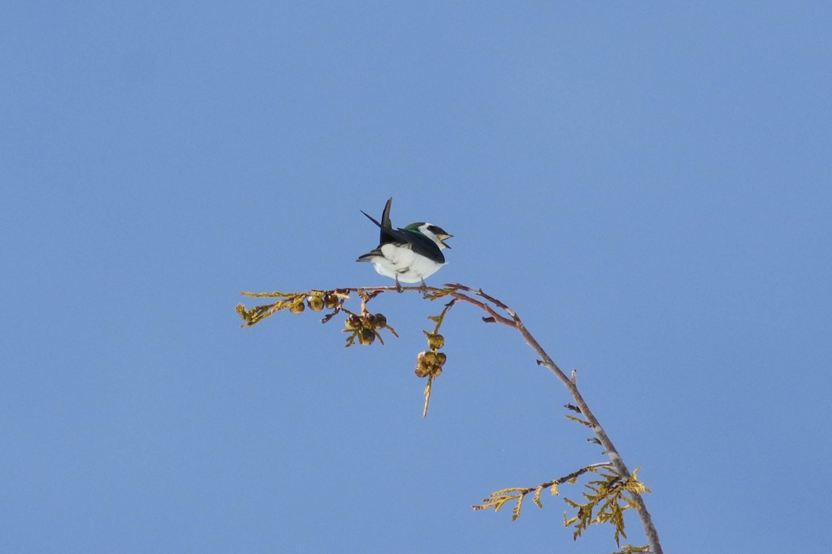 Violet-green Swallow - ML633822092