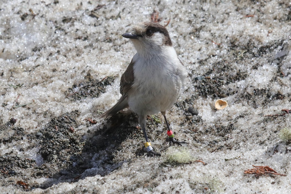 Canada Jay - ML633822124