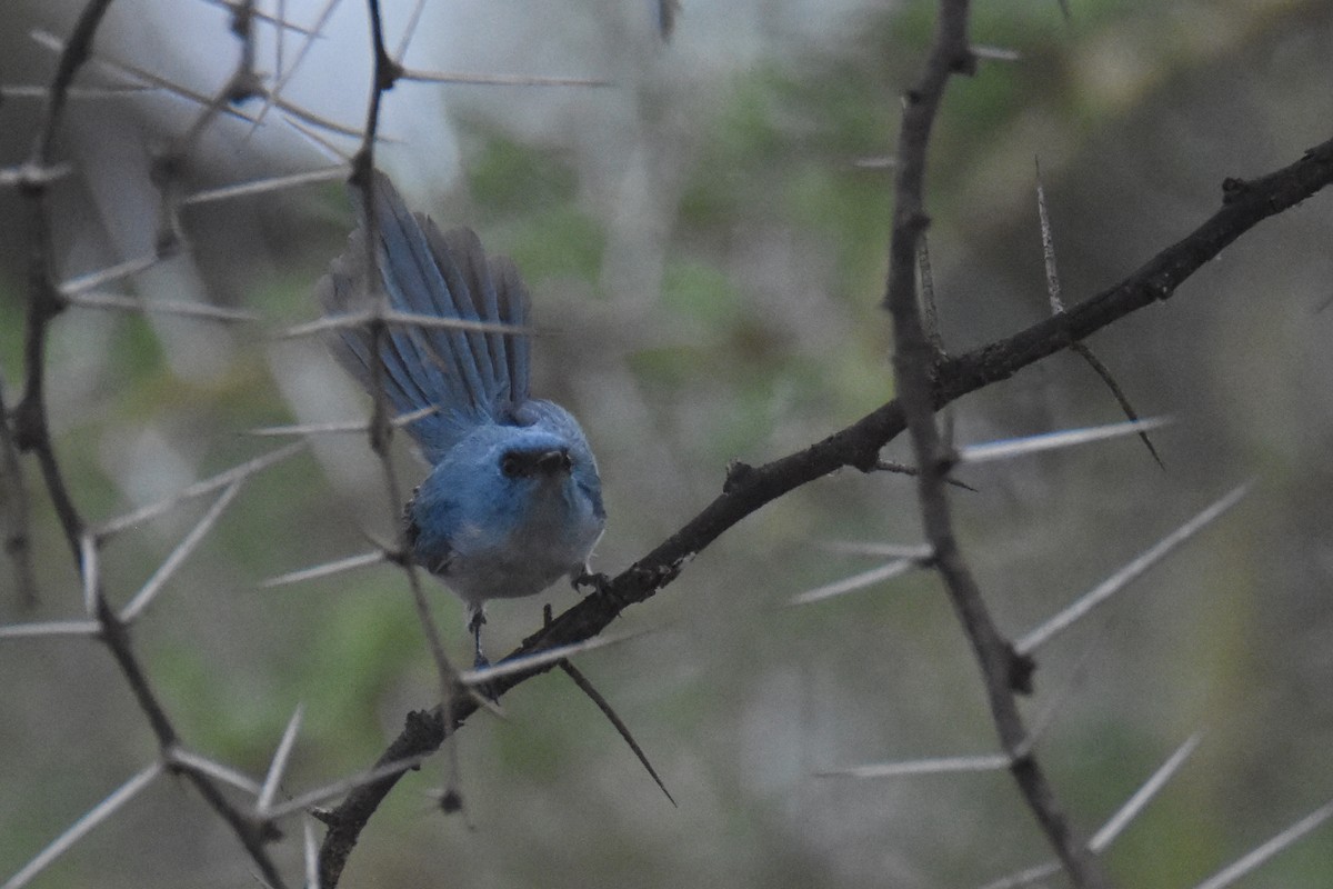 African Blue Flycatcher - ML633822325