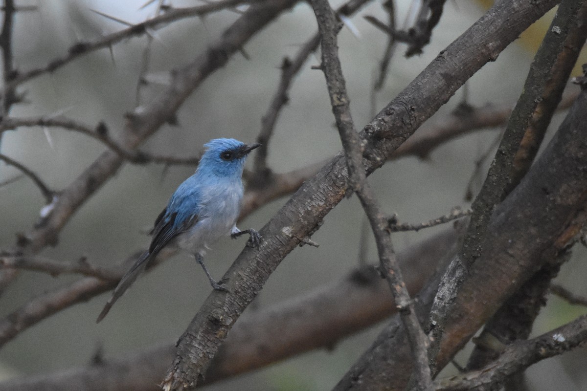 African Blue Flycatcher - ML633822326