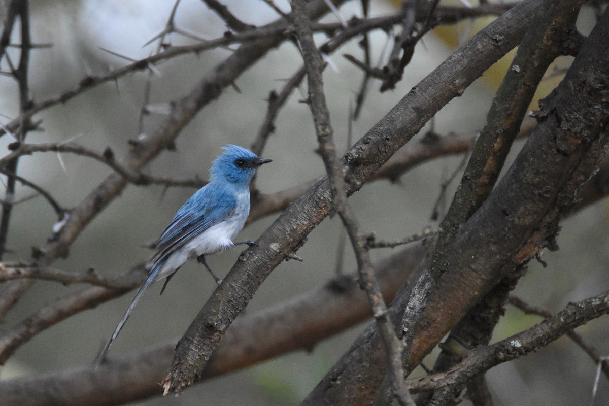African Blue Flycatcher - ML633822327