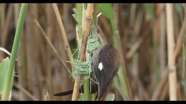 Grosbeak Weaver - ML633822377