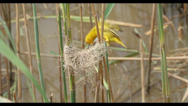 African Golden-Weaver - ML633822384