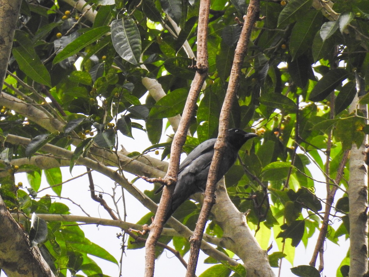 Wallacean Cuckooshrike - ML63382241