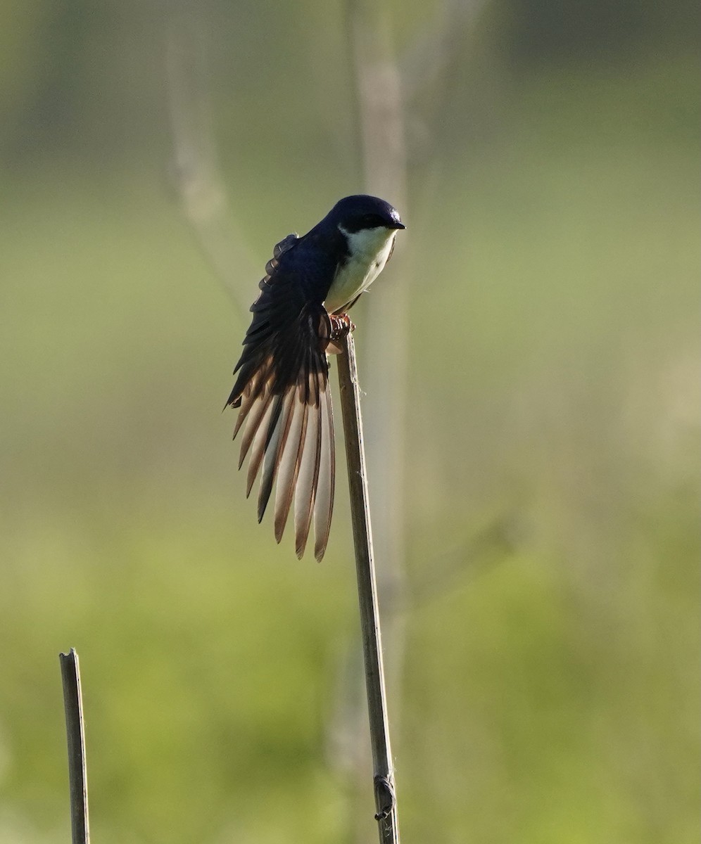Tree Swallow - ML633822416