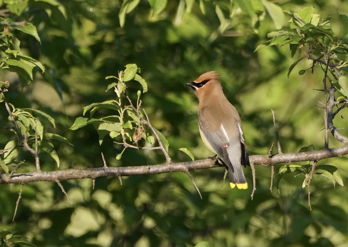 Cedar Waxwing - ML633822483